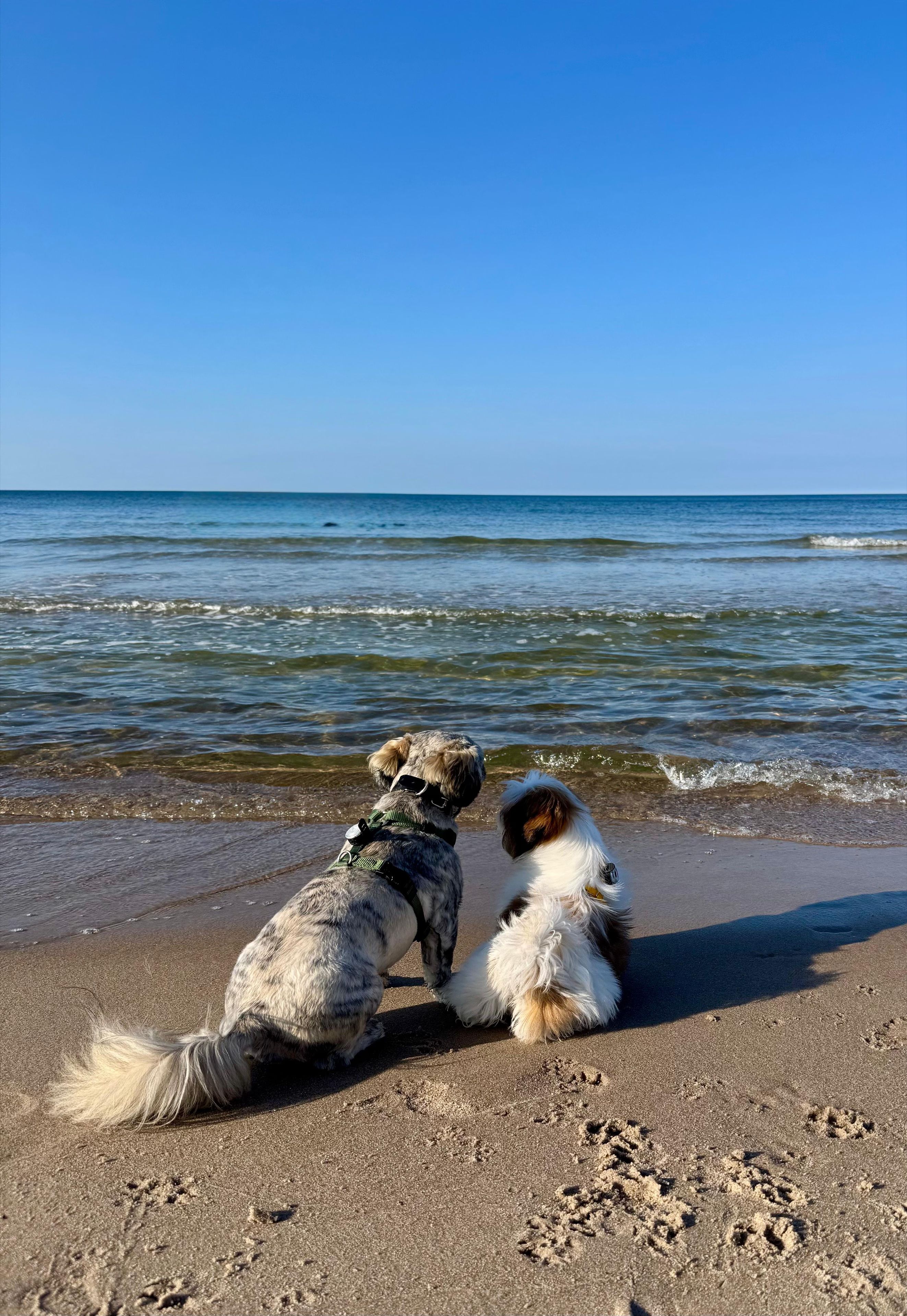 Dog Friendly