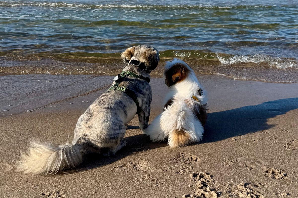 Dog Friendly