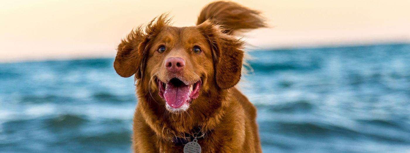 Gemeinsame Abenteuer am Meer â entdecke StrĂ€nde, an denen dein Hund willkommen ist.