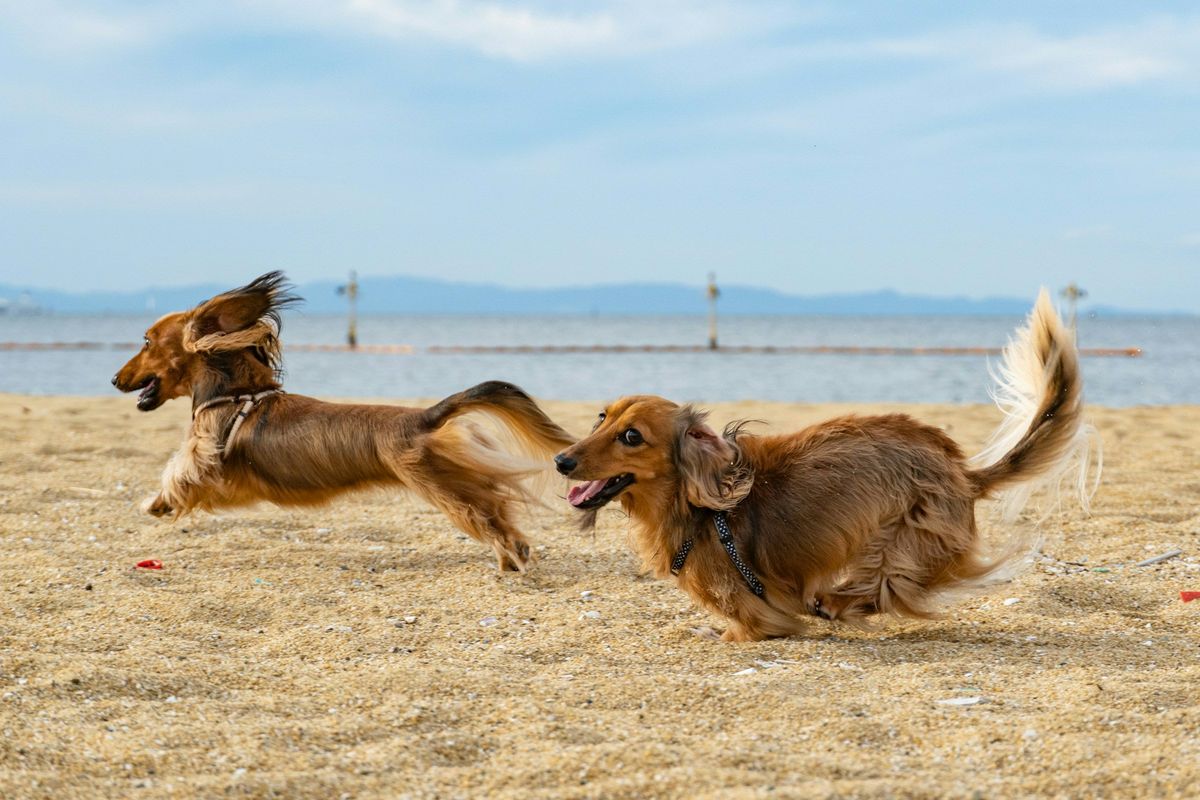 Dog Friendly
